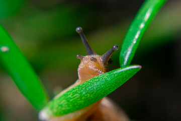 Hoya Orchid Flower that is still not in bloom