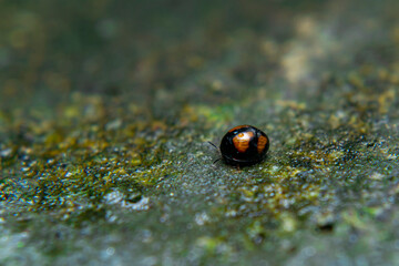 xochomus quadripustulatus, Coccinella transversalis, Transverse Ladybird mating in a sling