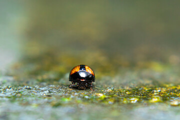 xochomus quadripustulatus, Coccinella transversalis, Transverse Ladybird mating in a sling