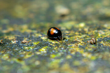 xochomus quadripustulatus, Coccinella transversalis, Transverse Ladybird mating in a sling