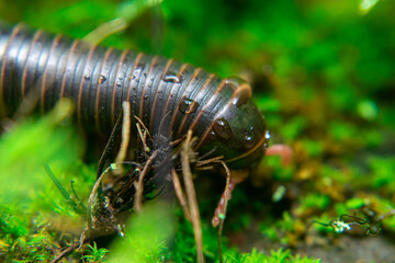 milipede, centipede, kaki seribu, uling, luing, luwing, keluwing,Diplopoda,Spirostreptus, Myriapoda, milpiés , Eumillipes persephone walks looking for rotten leaves or young leaves on the ground