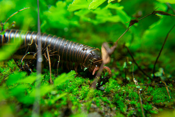 milipede, centipede, kaki seribu, uling, luing, luwing, keluwing,Diplopoda,Spirostreptus, Myriapoda, milpiés , Eumillipes persephone walks looking for rotten leaves or young leaves on the ground