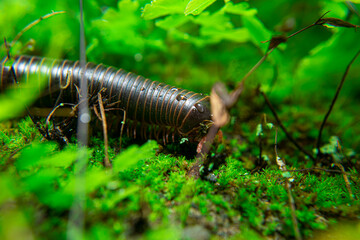 milipede, centipede, kaki seribu, uling, luing, luwing, keluwing,Diplopoda,Spirostreptus, Myriapoda, milpiés , Eumillipes persephone walks looking for rotten leaves or young leaves on the ground