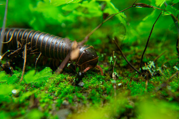 milipede, centipede, kaki seribu, uling, luing, luwing, keluwing,Diplopoda,Spirostreptus, Myriapoda, milpiés , Eumillipes persephone walks looking for rotten leaves or young leaves on the ground