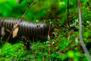 milipede, centipede, kaki seribu, uling, luing, luwing, keluwing,Diplopoda,Spirostreptus, Myriapoda, milpiés , Eumillipes persephone walks looking for rotten leaves or young leaves on the ground