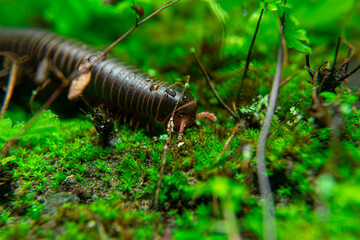 milipede, centipede, kaki seribu, uling, luing, luwing, keluwing,Diplopoda,Spirostreptus, Myriapoda, milpiés , Eumillipes persephone walks looking for rotten leaves or young leaves on the ground