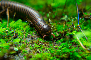 milipede, centipede, kaki seribu, uling, luing, luwing, keluwing,Diplopoda,Spirostreptus, Myriapoda, milpiés , Eumillipes persephone walks looking for rotten leaves or young leaves on the ground
