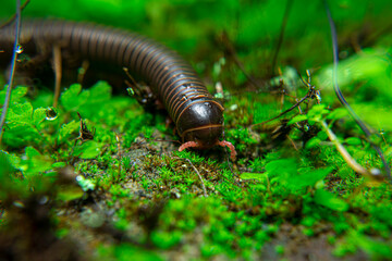 milipede, centipede, kaki seribu, uling, luing, luwing, keluwing,Diplopoda,Spirostreptus, Myriapoda, milpiés , Eumillipes persephone walks looking for rotten leaves or young leaves on the ground