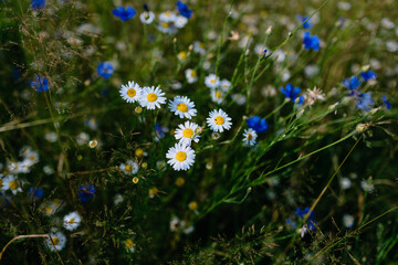 Wild chamomile and cornflower meadow. Bright white flowers on dark background. High contrast moody...