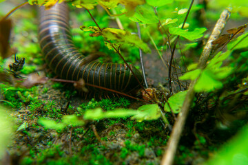 milipede, centipede, kaki seribu, uling, luing, luwing, keluwing,Diplopoda,Spirostreptus, Myriapoda, milpiés , Eumillipes persephone walks looking for rotten leaves or young leaves on the ground