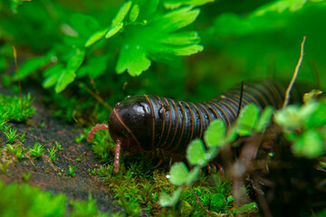 milipede, centipede, kaki seribu, uling, luing, luwing, keluwing,Diplopoda,Spirostreptus, Myriapoda, milpiés , Eumillipes persephone walks looking for rotten leaves or young leaves on the ground