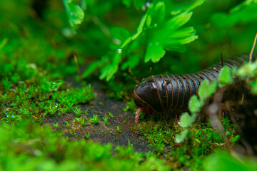 milipede, centipede, kaki seribu, uling, luing, luwing, keluwing,Diplopoda,Spirostreptus, Myriapoda, milpiés , Eumillipes persephone walks looking for rotten leaves or young leaves on the ground