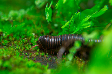 milipede, centipede, kaki seribu, uling, luing, luwing, keluwing,Diplopoda,Spirostreptus, Myriapoda, milpiés , Eumillipes persephone walks looking for rotten leaves or young leaves on the ground