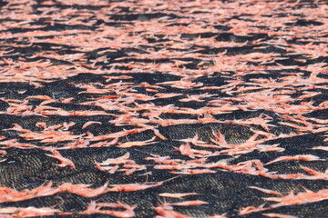 天日干し中の桜エビ