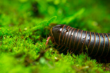 milipede, centipede, kaki seribu, uling, luing, luwing, keluwing,Diplopoda,Spirostreptus, Myriapoda, milpiés , Eumillipes persephone walks looking for rotten leaves or young leaves on the ground