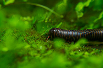 milipede, centipede, kaki seribu, uling, luing, luwing, keluwing,Diplopoda,Spirostreptus, Myriapoda, milpiés , Eumillipes persephone walks looking for rotten leaves or young leaves on the ground
