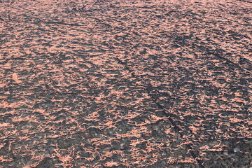 ピンク色の桜エビの絨毯