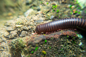 milipede, centipede, kaki seribu, uling, luing, luwing, keluwing,Diplopoda,Spirostreptus, Myriapoda, milpiés , Eumillipes persephone walks looking for rotten leaves or young leaves on the ground