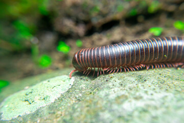 milipede, centipede, kaki seribu, uling, luing, luwing, keluwing,Diplopoda,Spirostreptus, Myriapoda, milpiés , Eumillipes persephone walks looking for rotten leaves or young leaves on the ground