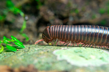 milipede, centipede, kaki seribu, uling, luing, luwing, keluwing,Diplopoda,Spirostreptus,...