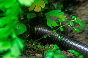 milipede, centipede, kaki seribu, uling, luing, luwing, keluwing,Diplopoda,Spirostreptus, Myriapoda, milpiés , Eumillipes persephone walks looking for rotten leaves or young leaves on the ground