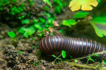 milipede, centipede, kaki seribu, uling, luing, luwing, keluwing,Diplopoda,Spirostreptus, Myriapoda, milpiés , Eumillipes persephone walks looking for rotten leaves or young leaves on the ground