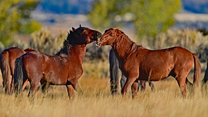 Wild Horse Fighting for Dominance