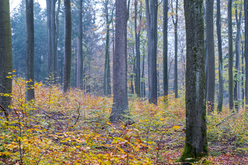 Bei Trippstadt- Kahrlstalschlucht-Pfalz im Herbst