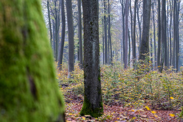 Bei Trippstadt- Kahrlstalschlucht-Pfalz im Herbst