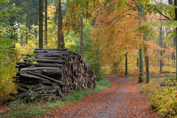 Rudeskov forest in denmark