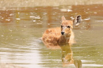 気持ち良さそうに水に入っているシタツンガの子供