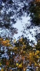 autumn leaves in the forest