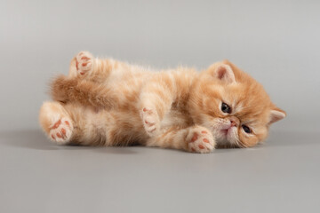 A charming red exotic kitten is lying on its back with its paws raised on a colored background.