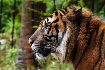 美しく凛々しいスマトラトラの横顔