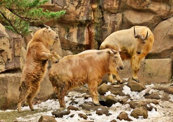 Fototapeta premium 雪の日に戯れるターキンの家族