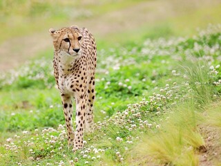 草原を歩くチーターのポートレート