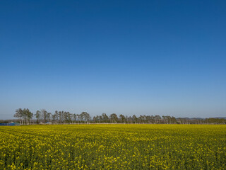 Canola flower field in spring