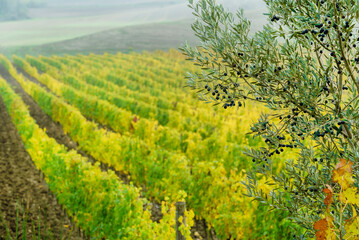 Fototapeta na wymiar autumn vineyard and olive tree