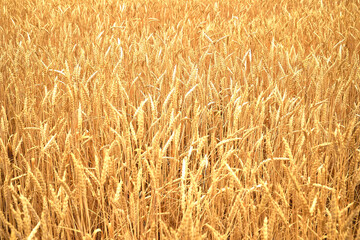 yellow field of ripe wheat close-up background backdrop