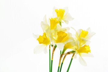 fresh narcissus flowers isolated on white