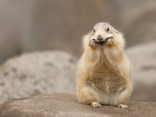 落葉を頬張るプレーリードッグ