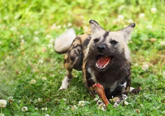 餌の骨を食べるリカオン