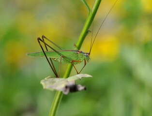 アシグロツユムシ 