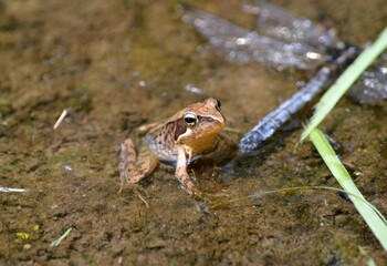 ヤマアカガエル