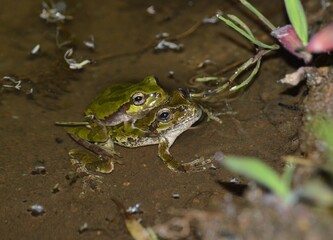 ニホンアマガエルのペア