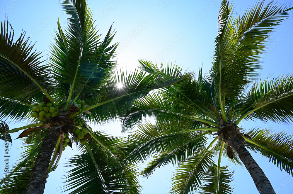 Wall mural coconut trees on beach, natural background