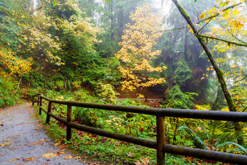 Natural wooden railings on BC forest trail during light autumn rain.