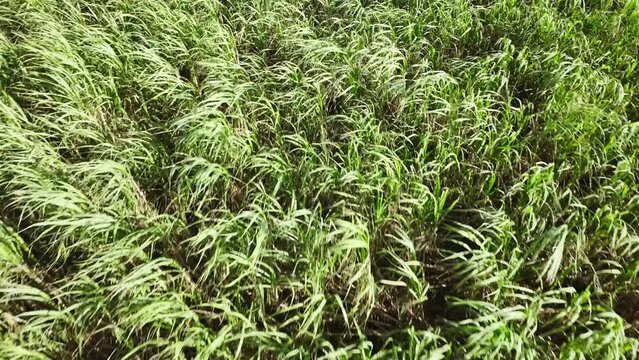 沖縄 サトウキビ畑 4Kドローン 空撮