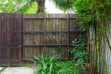 Courtyard garden with green ornamental bamboos, white concrete wall and wooden vertical panel