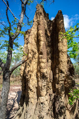 Fototapeta na wymiar Litchfield Cathedral Termite Mounds